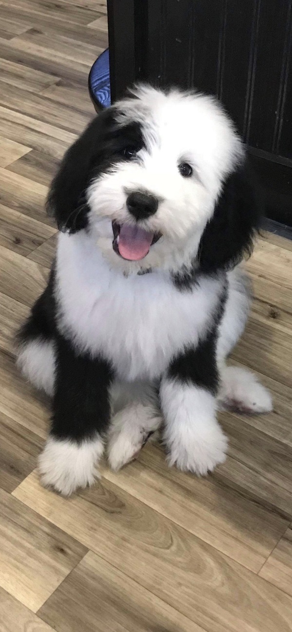 Sheepadoodle